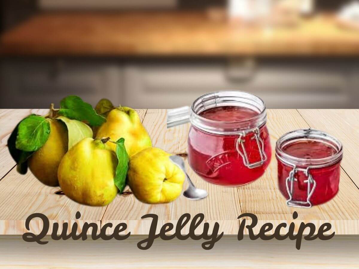 Quince Jelly Recipe