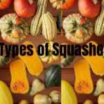 Different types of squashes