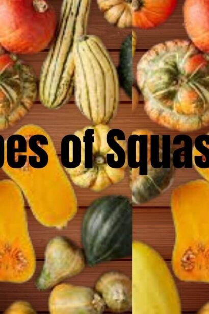Different types of squashes