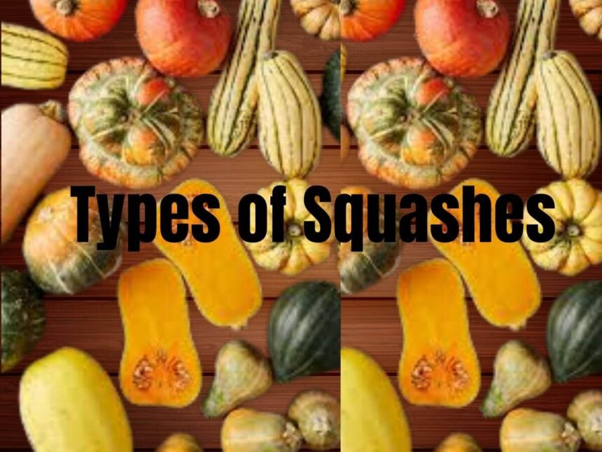 Different types of squashes