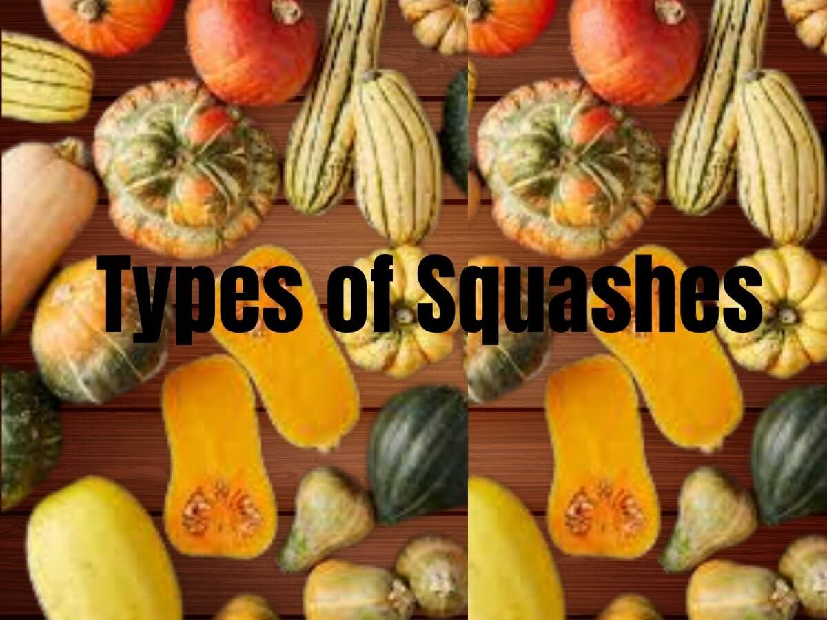 Different types of squashes