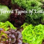 different types of lettuce