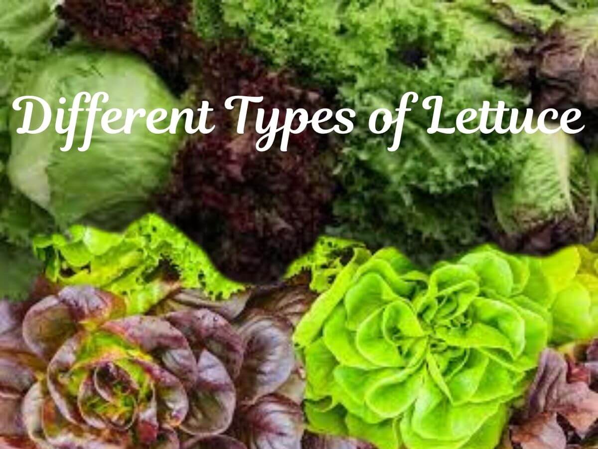 different types of lettuce