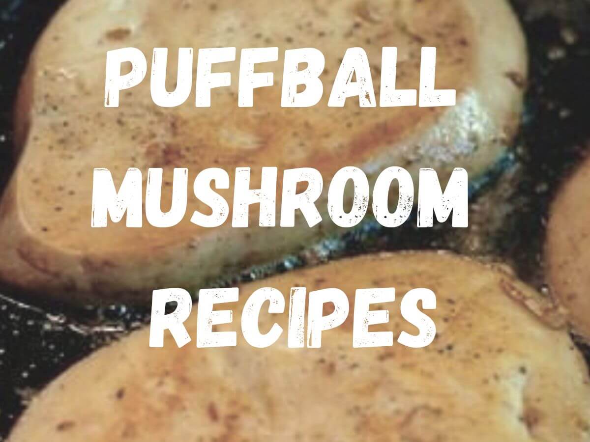 puff ball mushroom recipes